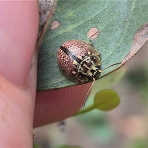 Paropsisterna decolorata at Carwoola, NSW - 15 Jan 2025