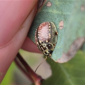 Paropsisterna decolorata at Carwoola, NSW - 15 Jan 2025