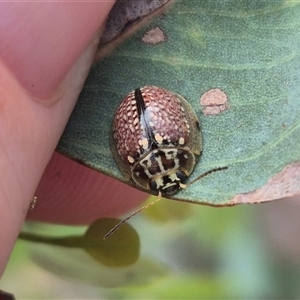 Paropsisterna decolorata at Carwoola, NSW - 15 Jan 2025