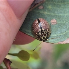 Paropsisterna decolorata at Carwoola, NSW - 15 Jan 2025