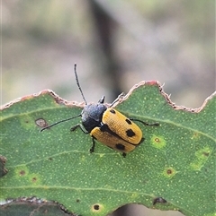 Cadmus (Cadmus) litigiosus (Leaf beetle) at Carwoola, NSW - 15 Jan 2025 by clarehoneydove