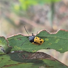 Cadmus (Cadmus) litigiosus at Carwoola, NSW - 15 Jan 2025