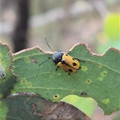 Cadmus (Cadmus) litigiosus at Carwoola, NSW - 15 Jan 2025