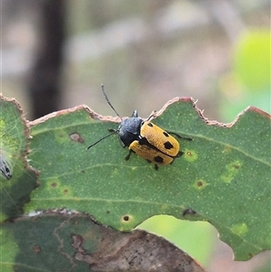 Cadmus (Cadmus) litigiosus at Carwoola, NSW - 15 Jan 2025