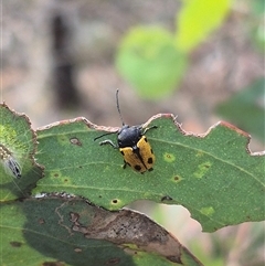 Cadmus (Cadmus) litigiosus at Carwoola, NSW - 15 Jan 2025