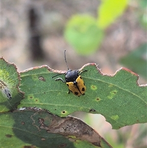 Cadmus (Cadmus) litigiosus at Carwoola, NSW - 15 Jan 2025