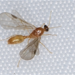 Unidentified Ant (Hymenoptera, Formicidae) at Melba, ACT - 11 Jan 2025 by kasiaaus