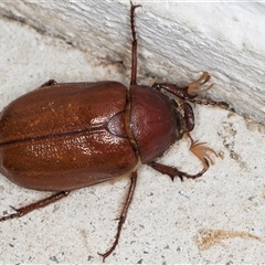 Rhopaea (genus) (Pasture scarab) at Melba, ACT - 11 Jan 2025 by kasiaaus