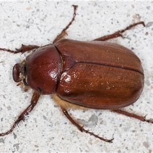 Rhopaea sp. (genus) at Melba, ACT - 11 Jan 2025 11:25 PM