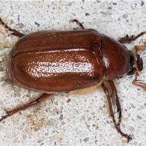 Rhopaea sp. (genus) at Melba, ACT - 11 Jan 2025 11:25 PM