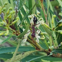 Lomatia myricoides (River Lomatia) at Rendezvous Creek, ACT - 1 Jan 2025 by WalkYonder