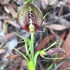 Cryptostylis erecta (Bonnet Orchid) at Surf Beach, NSW - 13 Jan 2025 by rainer