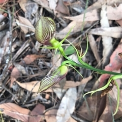 Cryptostylis erecta at Surf Beach, NSW - suppressed