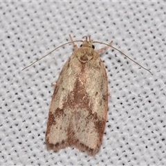 Garrha (genus) (A concealer moth) at Jerrabomberra, NSW - 14 Jan 2025 by DianneClarke