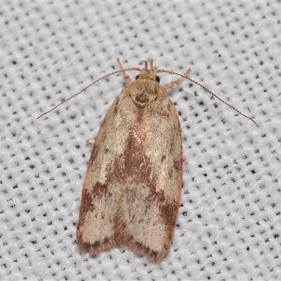 Garrha (genus) (A concealer moth) at Jerrabomberra, NSW - 14 Jan 2025 by DianneClarke