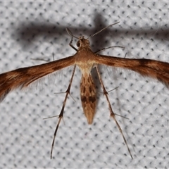 Sphenarches anisodactylus (Geranium Plume Moth) at Jerrabomberra, NSW - 14 Jan 2025 by DianneClarke