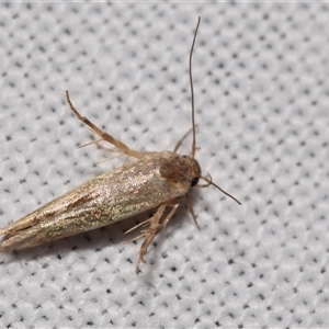 Stathmopoda (genus) at Jerrabomberra, NSW - suppressed