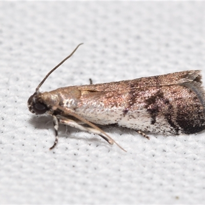 Creobota apodectum (a Phycitinae moth) at Jerrabomberra, NSW - 14 Jan 2025 by DianneClarke