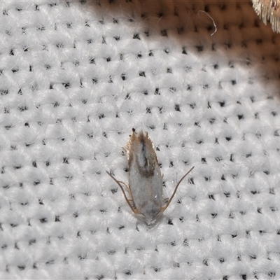 Unidentified Other moth at Jerrabomberra, NSW - 14 Jan 2025 by DianneClarke