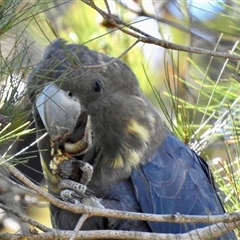 Calyptorhynchus lathami lathami (Glossy Black-Cockatoo) at Colo Vale, NSW - 23 Apr 2020 by GITM3