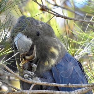 Calyptorhynchus lathami lathami at Colo Vale, NSW - suppressed