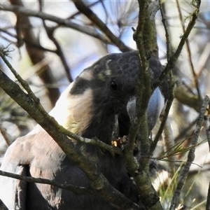 Calyptorhynchus lathami lathami at Colo Vale, NSW - suppressed