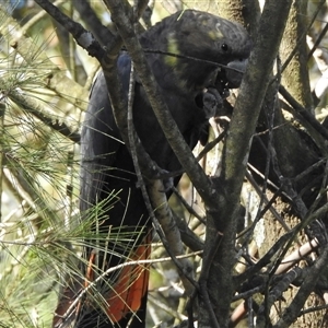 Calyptorhynchus lathami lathami at Colo Vale, NSW - suppressed