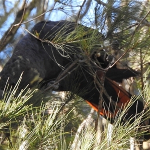 Calyptorhynchus lathami lathami at Colo Vale, NSW - suppressed