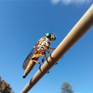 Asilidae (family) at Beerwah, QLD by Sarah4519