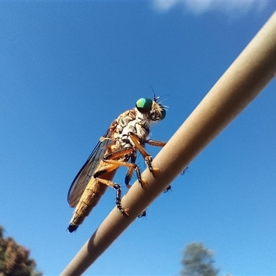 Asilidae (family) at Beerwah, QLD - 16 Jan 2025 by Sarah4519