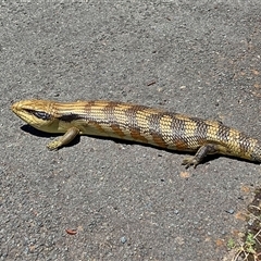 Tiliqua scincoides scincoides (Eastern Blue-tongue) at Cook, ACT - 14 Jan 2025 by MichaelWenke