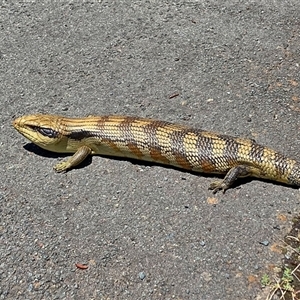 Tiliqua scincoides scincoides (Eastern Blue-tongue) at Cook, ACT by MichaelWenke