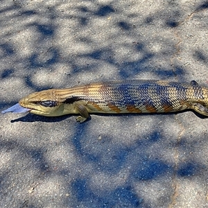 Tiliqua scincoides scincoides at Cook, ACT - 14 Jan 2025 01:02 PM