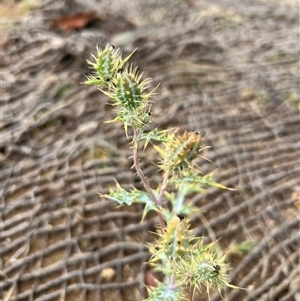 Argemone ochroleuca (Mexican Poppy) at Forde, ACT by RangerRiley