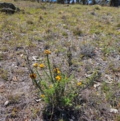 Chrysocephalum semipapposum (Clustered Everlasting) at Tharwa, ACT - 14 Jan 2025 by ChrisHolder