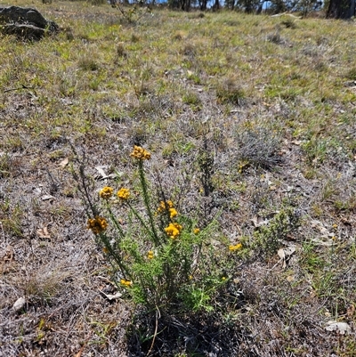 Chrysocephalum semipapposum (Clustered Everlasting) at Tharwa, ACT - 14 Jan 2025 by ChrisHolder