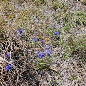 Eryngium ovinum at Tharwa, ACT - 14 Jan 2025