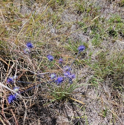 Eryngium ovinum (Blue Devil) at Tharwa, ACT - 14 Jan 2025 by ChrisHolder