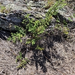 Cheilanthes sieberi subsp. sieberi (Mulga Rock Fern) at Tharwa, ACT - 14 Jan 2025 by ChrisHolder