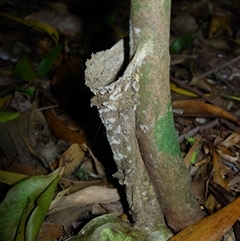 Arbanitis sp. (genus) (An armoured trapdoor spider) at Jamberoo, NSW - 11 Jan 2008 by nancyp