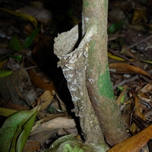 Arbanitis sp. (genus) (An armoured trapdoor spider) at Jamberoo, NSW by nancyp