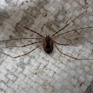 Unidentified Harvestman (Opiliones) at Jamberoo, NSW by nancyp