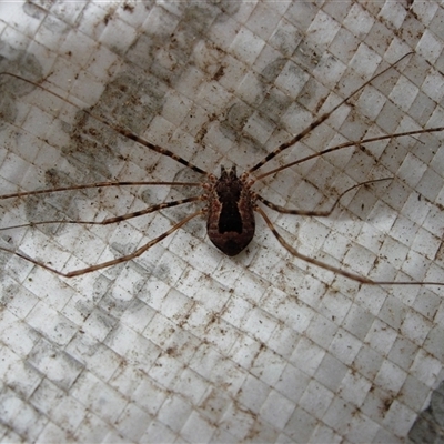 Unidentified Harvestman (Opiliones) at Jamberoo, NSW - 3 Nov 2007 by nancyp