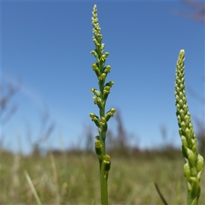 Microtis parviflora at Gundary, NSW - suppressed