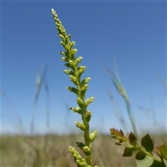 Microtis parviflora at Gundary, NSW - suppressed