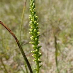 Microtis parviflora at Gundary, NSW - suppressed