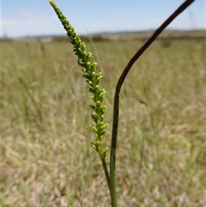 Microtis parviflora at Gundary, NSW - suppressed