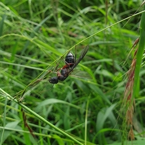 Camponotus sp. (genus) (A sugar ant) at Jamberoo, NSW by nancyp