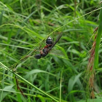 Camponotus sp. (genus) (A sugar ant) at Jamberoo, NSW - 30 Mar 2020 by nancyp