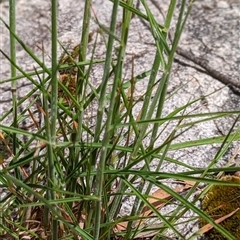 Unidentified Grass at Kambah, ACT - 3 Nov 2022 by mainsprite